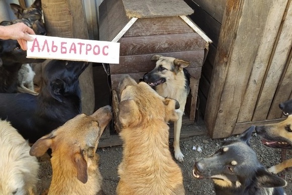 Уральский приют для собак испытывает финансовые проблемы