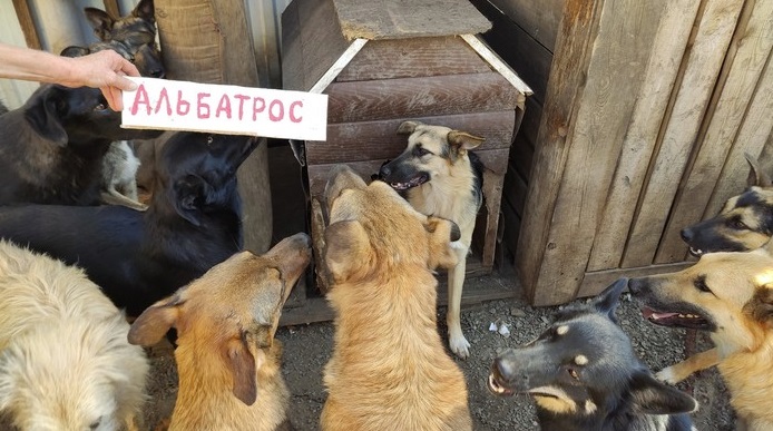 В уральском приюте 90 собак остались без еды и надежды