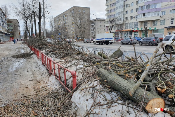 24 марта вырубили часть деревьев вдоль проспекта Толбухина 24 марта вырубили часть деревьев вдоль проспекта Толбухина