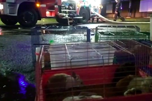 Пока неизвестно, всех ли животных удалось спасти Пока неизвестно, всех ли животных удалось спасти