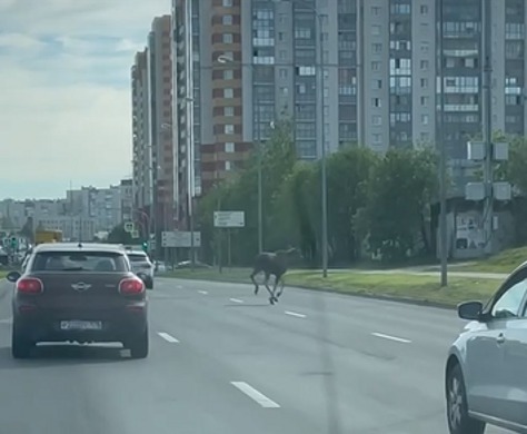 Кадр из видео в <a href="https://vk.com/spb_today" class="io-leave-page _" target="_blank">vk.com/spb_today</a>