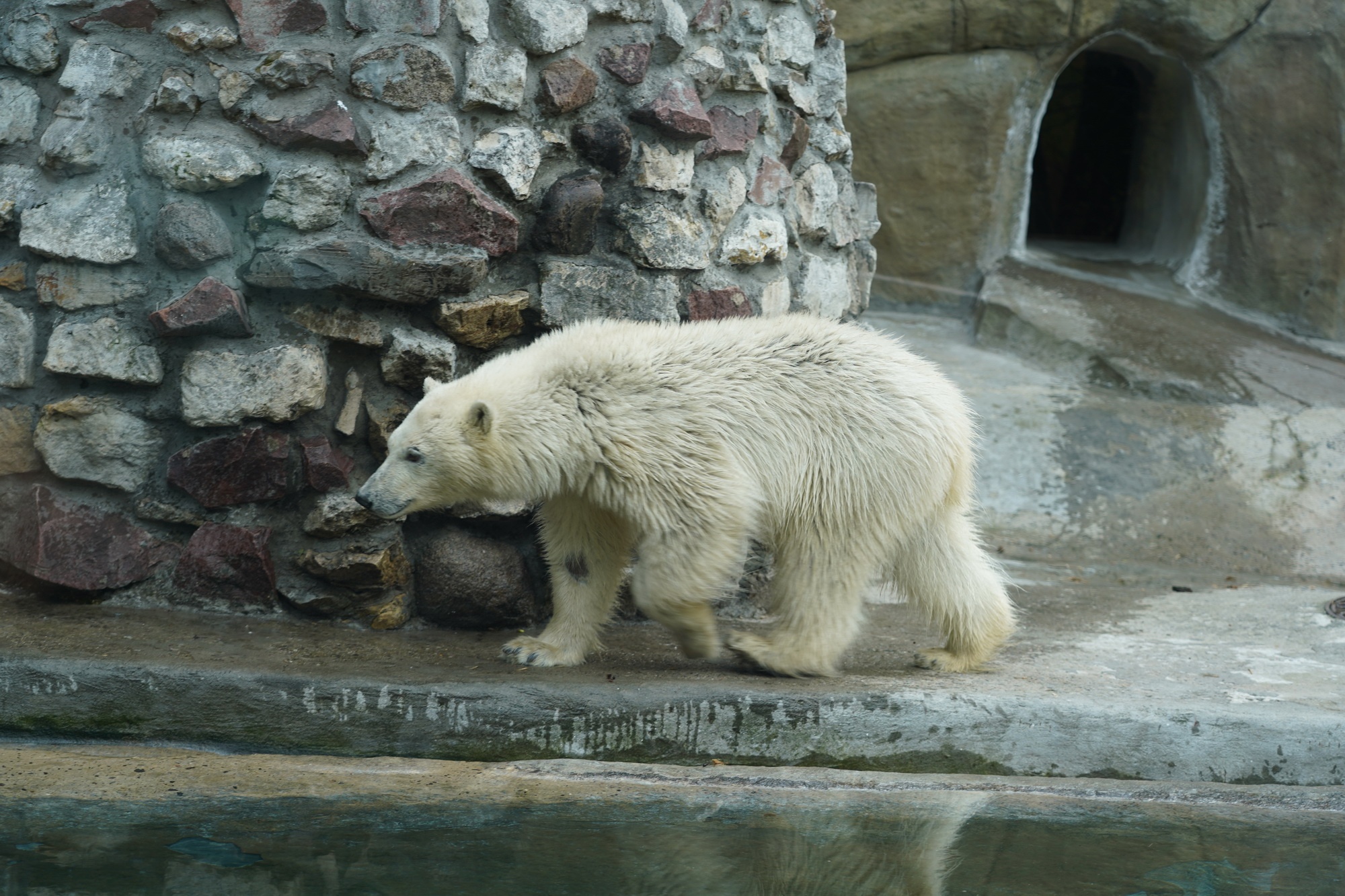 Much bears. Екатеринбург зоопарк медведь белый Хатанга. Московский зоопарк белые медведи вольер. Медведица в Московском зоопарке. Белый медведь в Московском зоопарке.