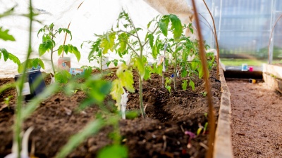 «Не досчитаетесь 80% урожая»: как формировать огурцы и помидоры, чтобы было что собирать
