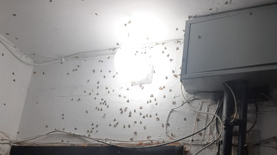 Бабочки повсюду — в садах, во дворах и даже в квартирах: в Челябинской области нашествие лугового мотылька