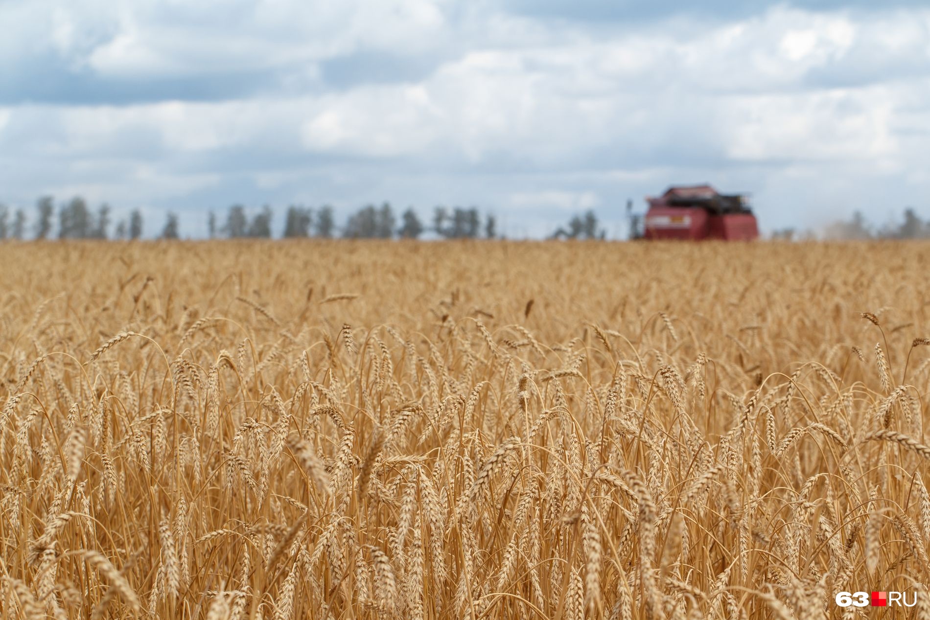 В России вполне себе неплохие пшеница, ячмень, кукуруза и подсолнечник, но хватит ли мощности нашим семеноводческим хозяйствам?