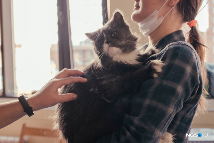 Новый дом уже нашли шесть котов и кошек Новый дом уже нашли шесть котов и кошек