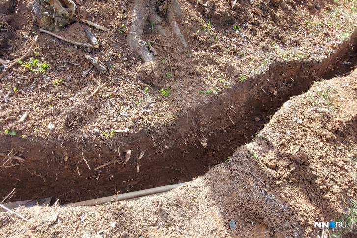 В Александровском саду нижегородец обнаружил обрубленные корни деревьев