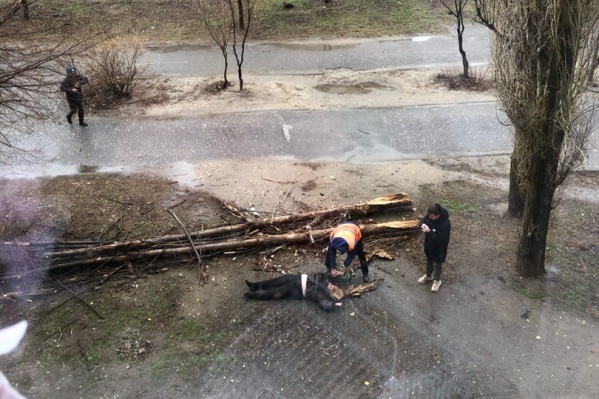 Рухнувшие ветви покалечили проходившего мимо человека Рухнувшие ветви покалечили проходившего мимо человека