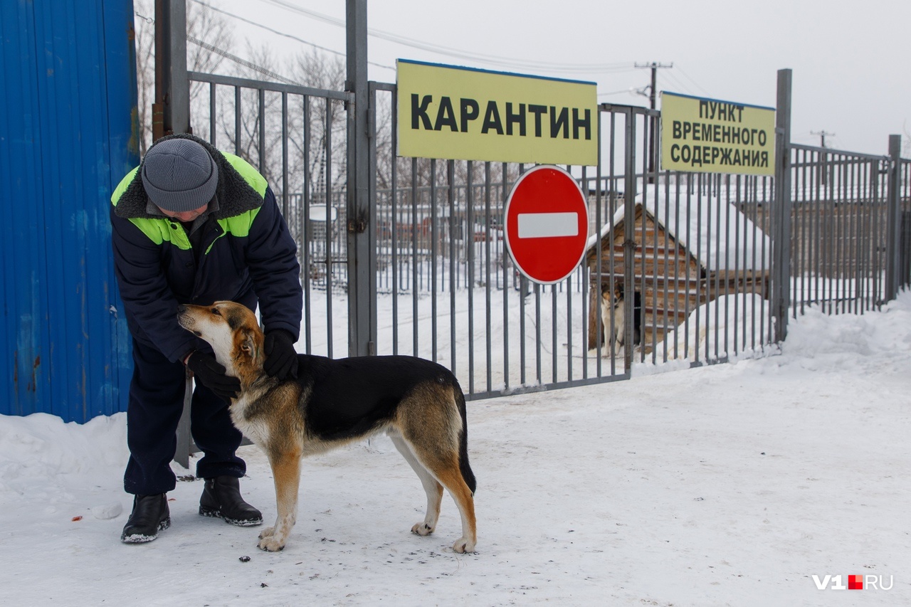 Ласка — залог дружбы человека и собаки Ласка — залог дружбы человека и собаки