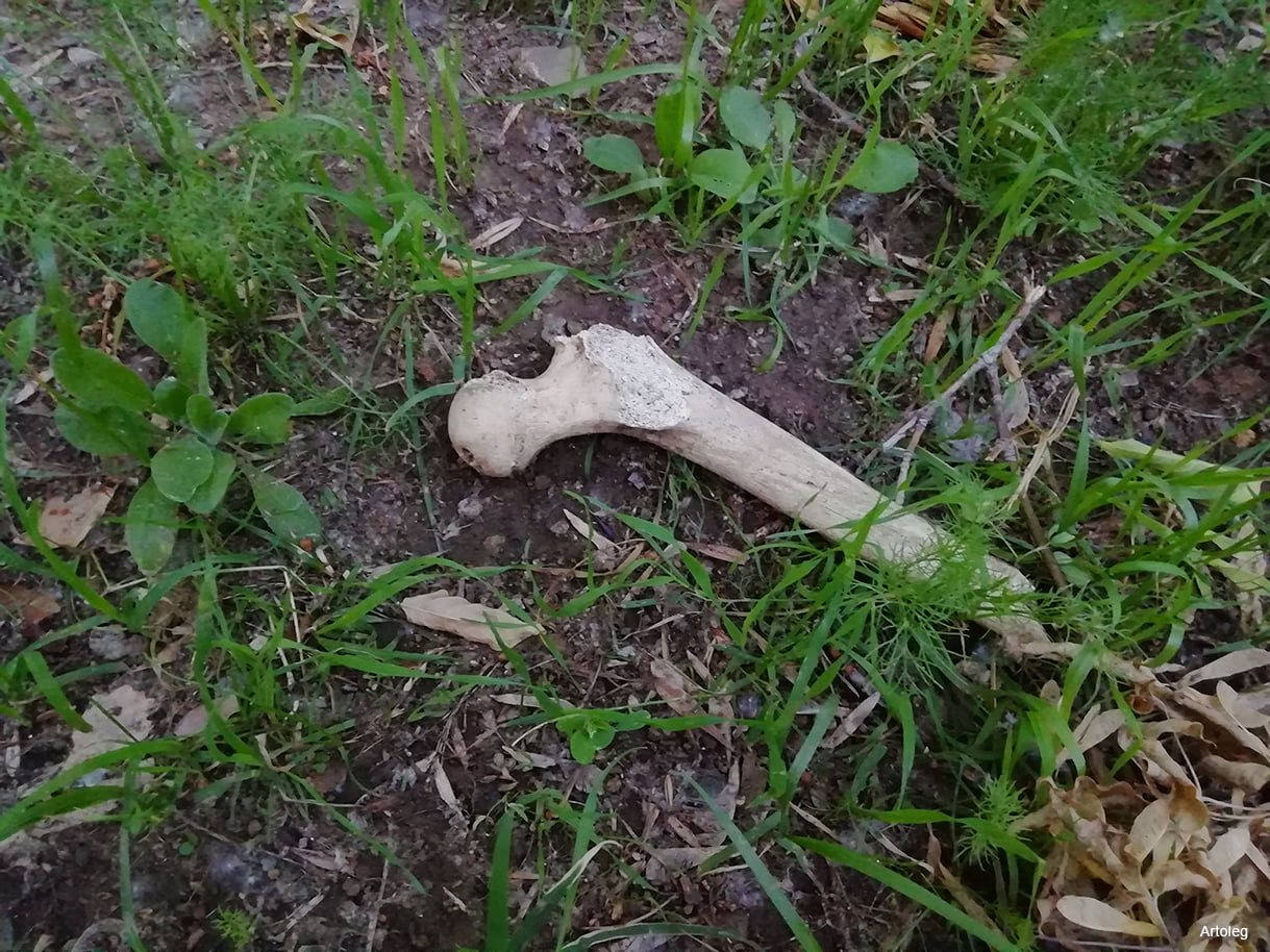 В Зеленой Роще нашли фрагменты старых костей, похожих на человеческие