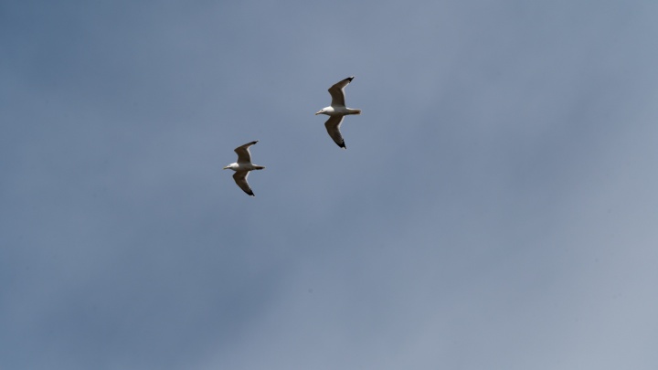 Самолет «ЮТэйр» столкнулся с птицей на взлете в Самару