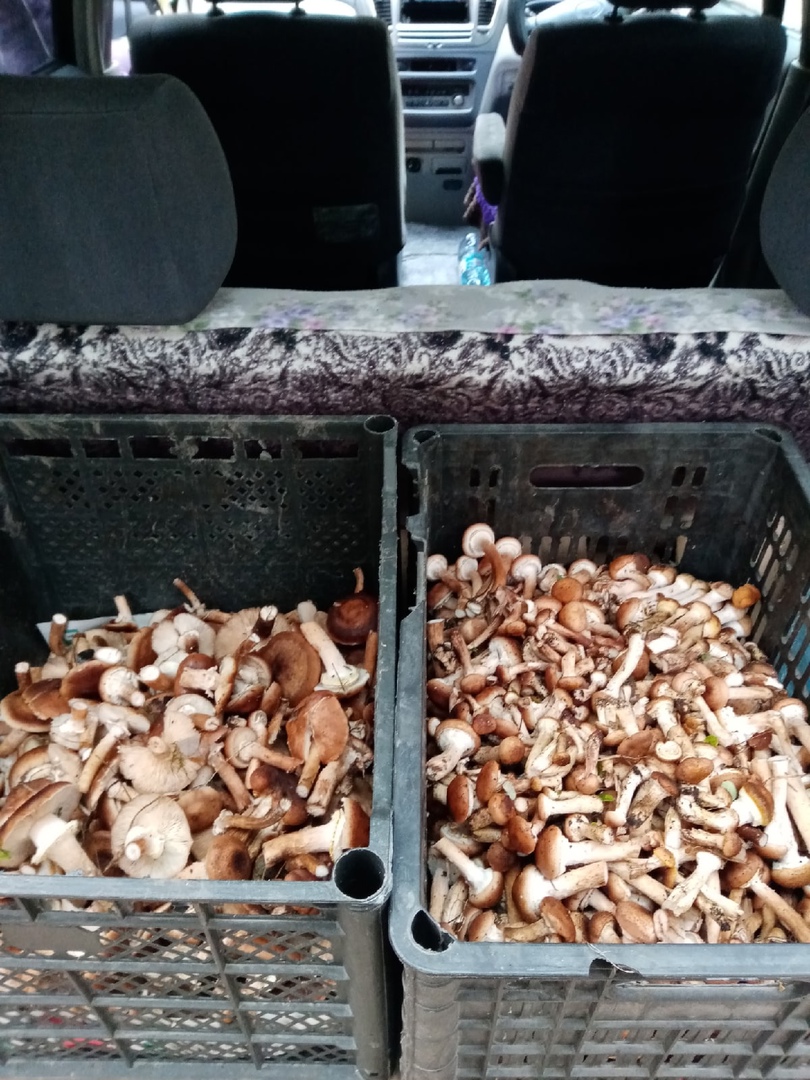 Эти грибы собраны за 5 часов