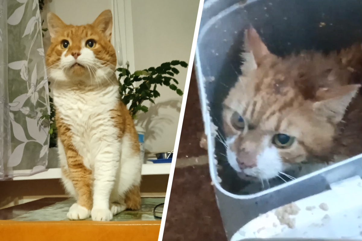 Кот Кузя, которого много лет любили и берегли, вдруг стал жертвой семейных разборок Кот Кузя, которого много лет любили и берегли, вдруг стал жертвой семейных разборок
