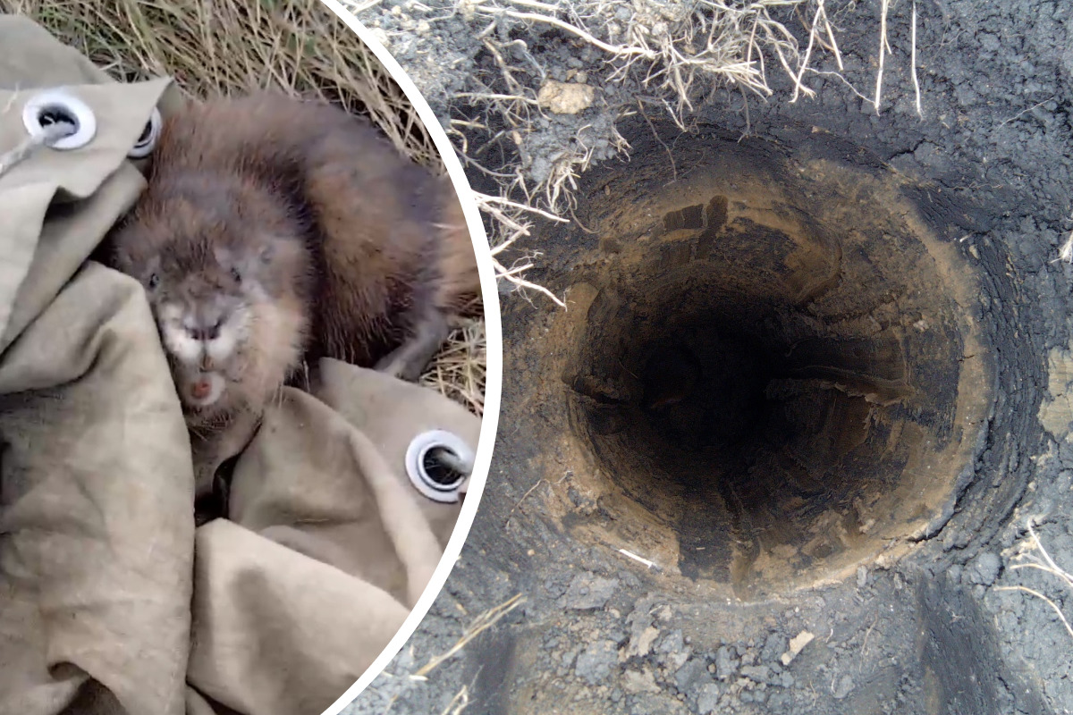 Екатеринбуржец спас ондатру, которая провалилась в двухметровую узкую яму