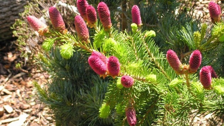Девять оригинальных растений, которыми можно украсить дачу в майские праздники