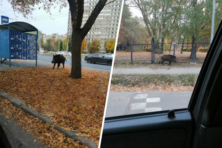 Сначала кабана приняли за собаку Сначала кабана приняли за собаку