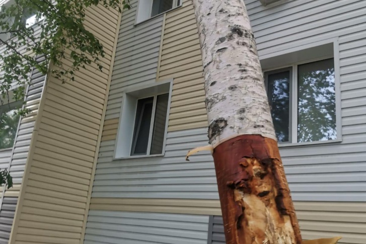 По словам очевидцев, повреждено более 50 деревьев