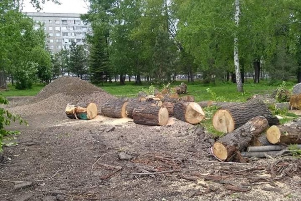 В Юдинском саду срубили несколько деревьев. Подрядчики говорят, что они были опасными и старыми В Юдинском саду срубили несколько деревьев. Подрядчики говорят, что они были опасными и старыми