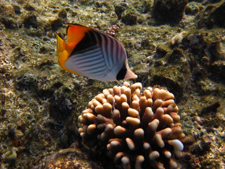 Дайверы ценят Красное море Дайверы ценят Красное море