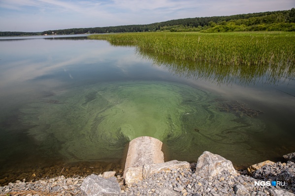 Вода с водорослями перетекает за дамбу Вода с водорослями перетекает за дамбу