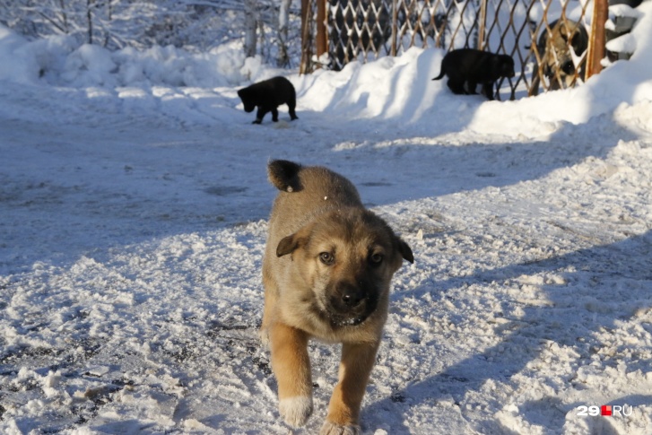 Отлавливать бездомных животных будут во всех районах Кемерово