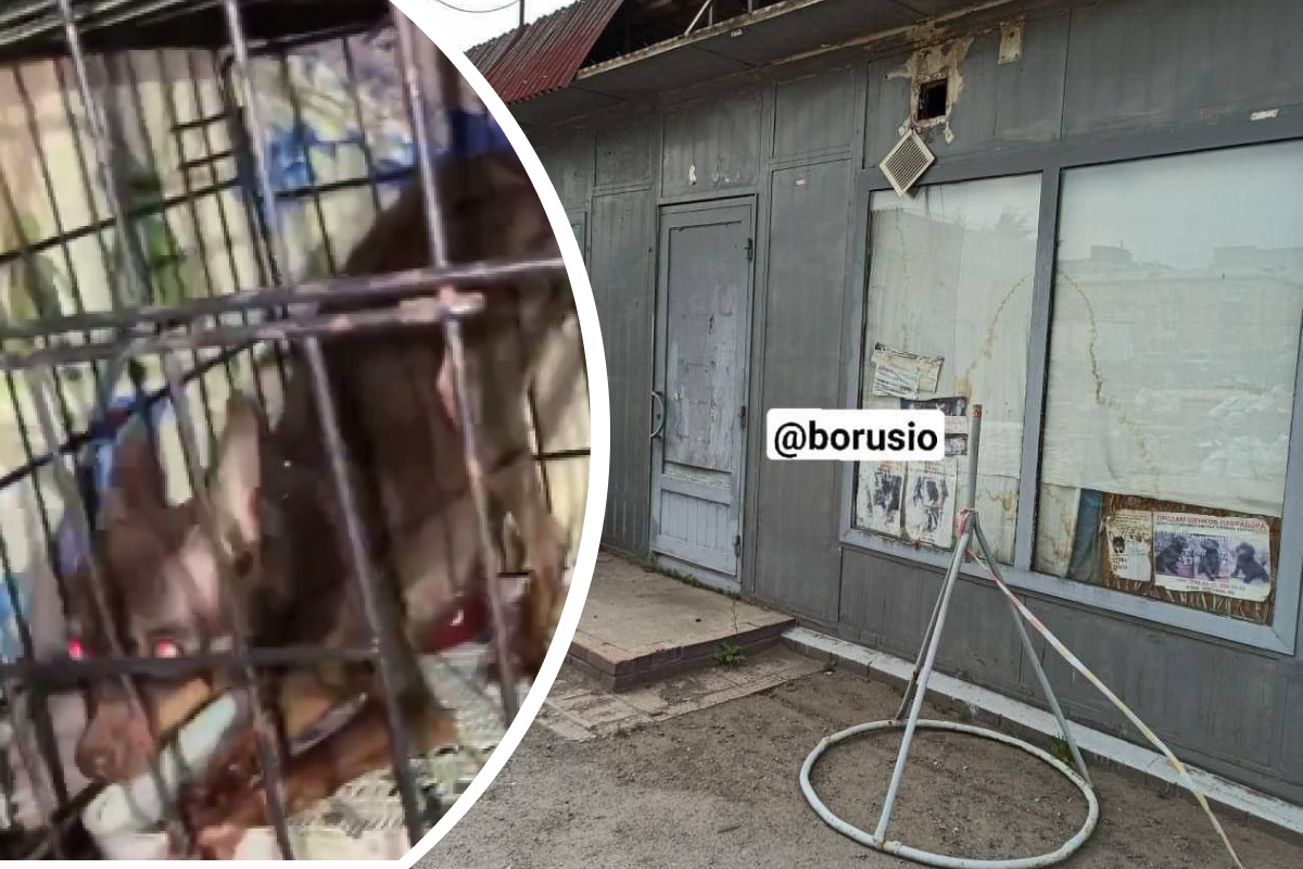 Зоозащитники обвиняют заводчицу из Красноярска в жестоком обращении с животными. Полиция начала проверку