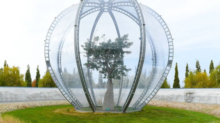 Редкое явление: в парке «Краснодар» зацвело бутылочное дерево