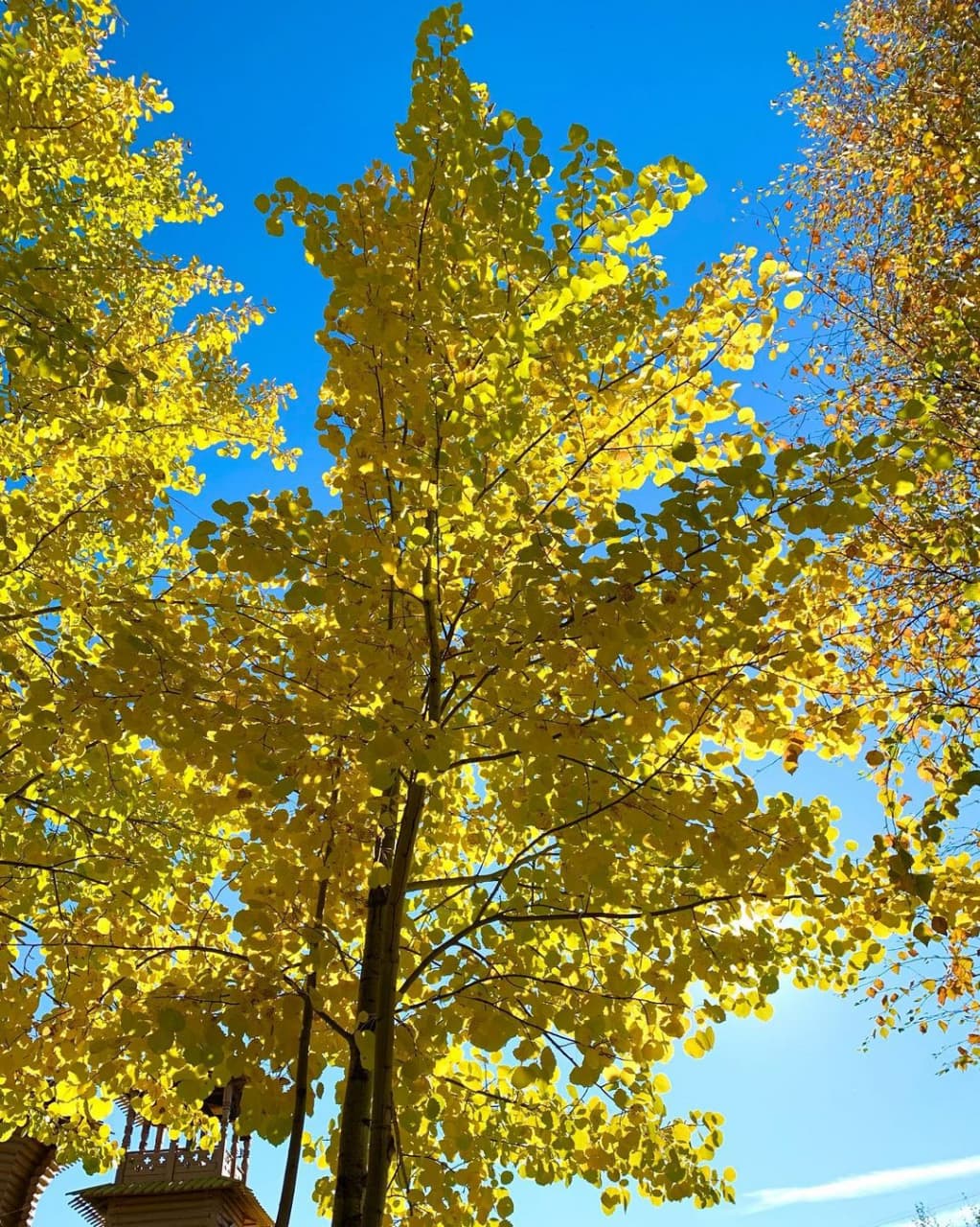 Золотые деревья на фоне чистого синего неба. Жаль, что «Русские Витязи» уже улетели
