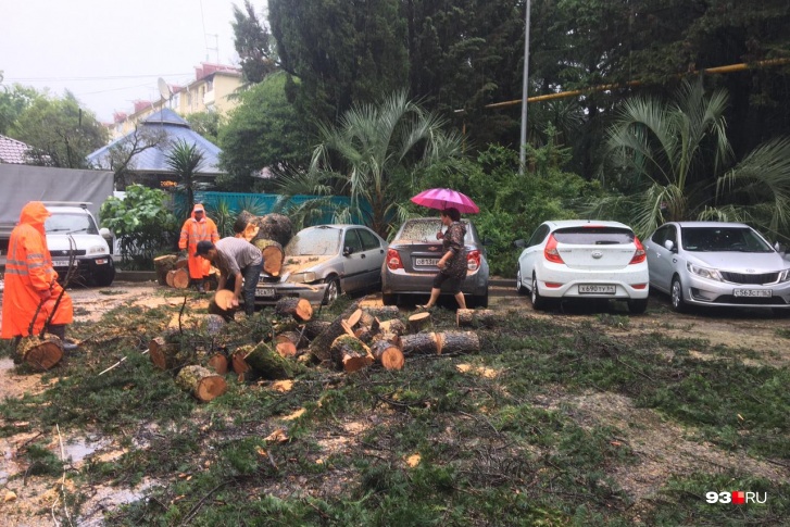 Накануне в Сочи упавшее дерево убило человека. Многие водители думают, что на его месте мог оказаться кто угодно