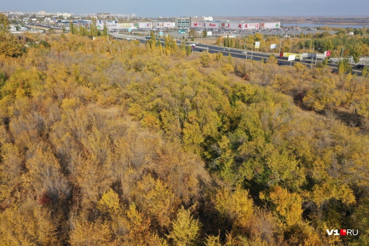 Вместо деревьев вдоль Второй Продольной могут вырасти коттеджи Вместо деревьев вдоль Второй Продольной могут вырасти коттеджи