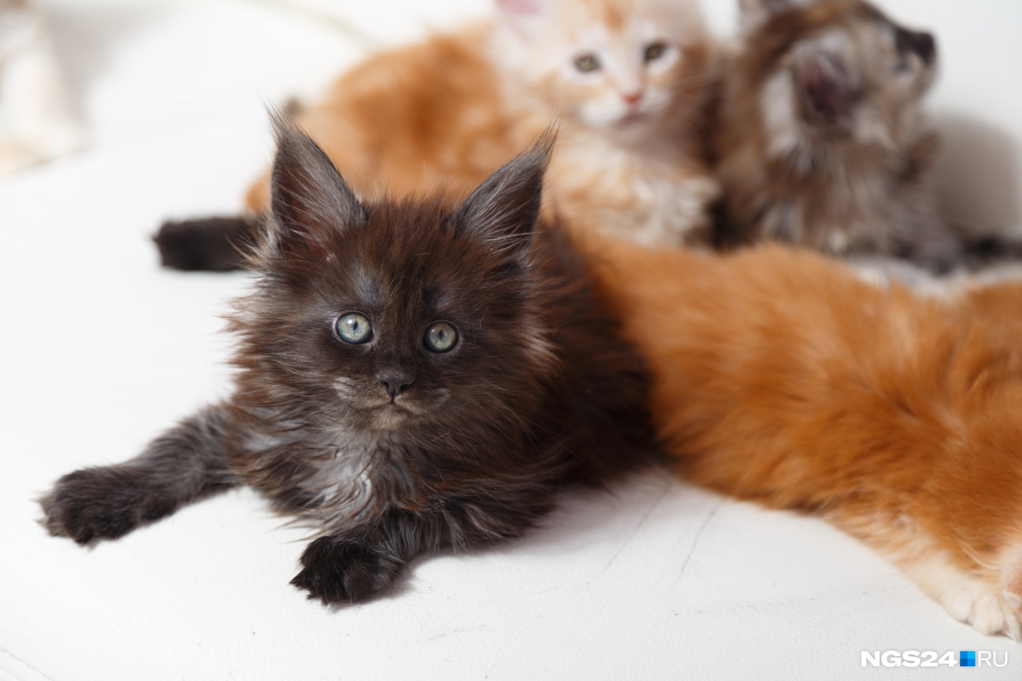 Котята мейн-кунов крупнее, чем у обычных кошек Котята мейн-кунов крупнее, чем у обычных кошек