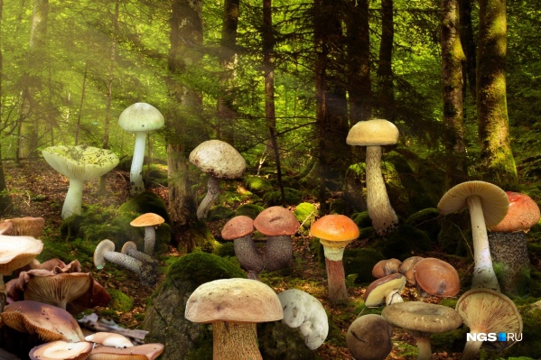 Сейчас вы сможете собрать почти все виды грибов — от белого до опят, но будьте аккуратны!