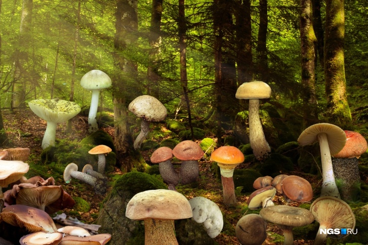 Сейчас вы сможете собрать почти все виды грибов — от белого до опят, но будьте аккуратны!