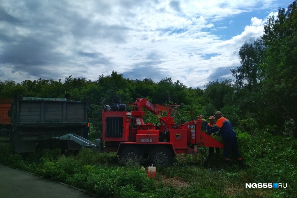 Под снос пойдут все деревья вдоль набережной, кроме двух сосен — их хотят пересадить Под снос пойдут все деревья вдоль набережной, кроме двух сосен — их хотят пересадить