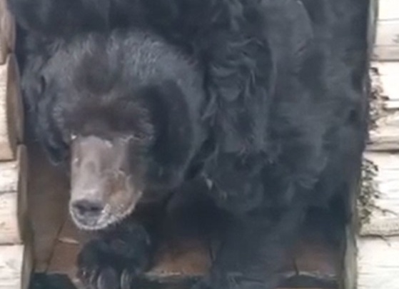 «Съел кашу с курицей»: отравленный в челябинском зоопарке медведь пришел в себя