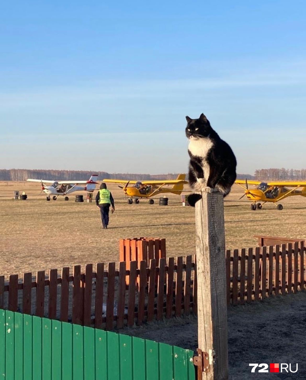 Этот котик живет на аэродроме и следит за порядком. Посмотрите, какой у него грозный взгляд