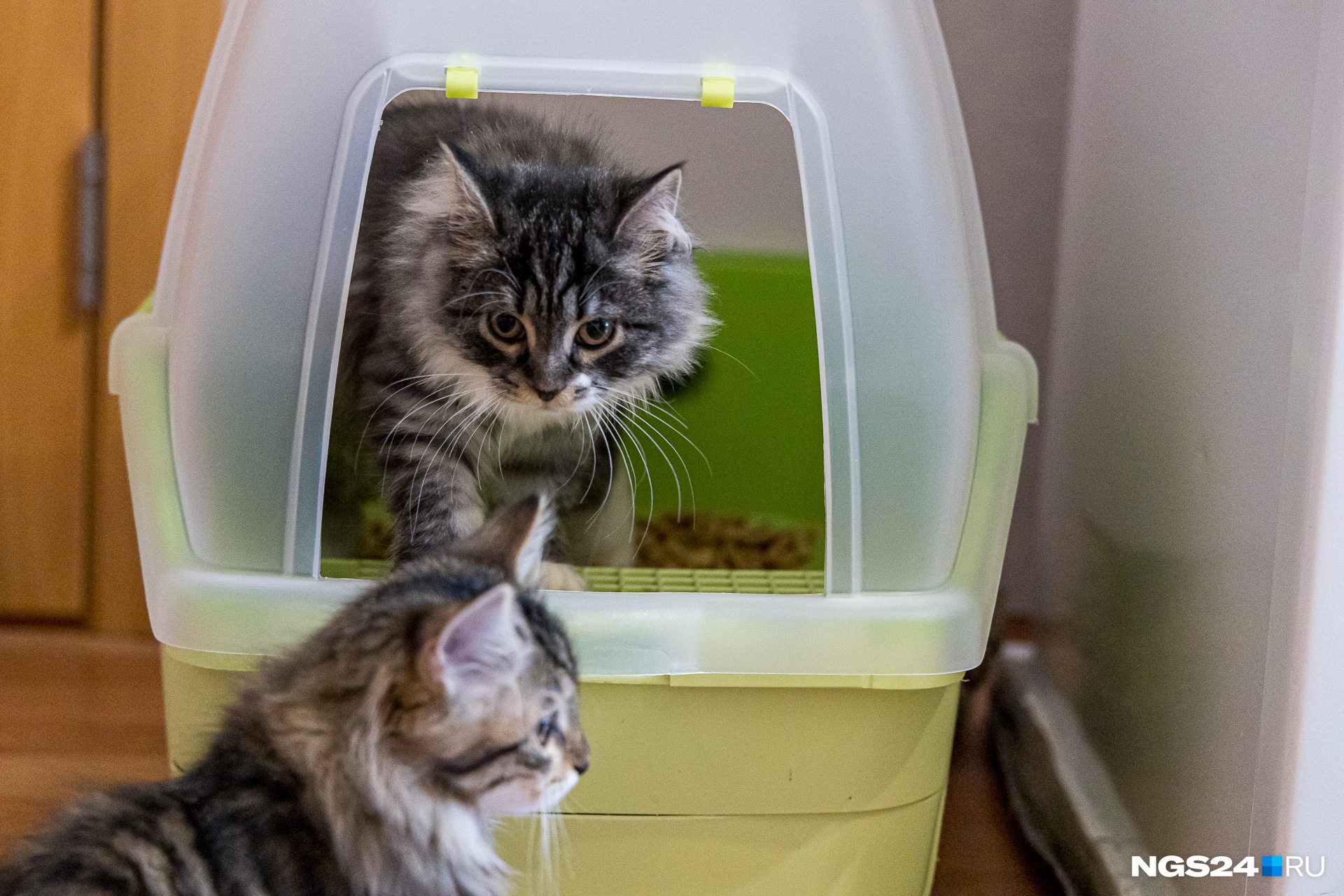 Сибирские коты очень чистоплотны Сибирские коты очень чистоплотны