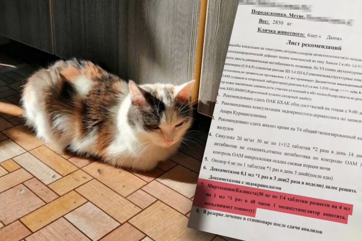 Кошка Дыня нуждается в лечении, но из-за пробелов в законодательстве не может его получить Кошка Дыня нуждается в лечении, но из-за пробелов в законодательстве не может его получить