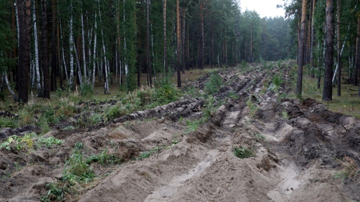 Курганские чиновники высадили сосны в вырубленном лесу
