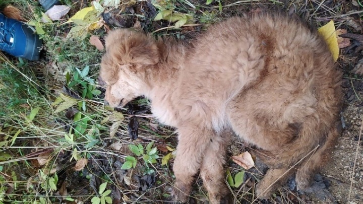 «У него не было сил, чтобы звать на помощь»: в екатеринбургском лесопарке в яме нашли едва живого щенка