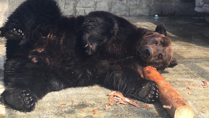 В челябинском зоопарке погибли два бурых медведя. Сотрудники подозревают, что животных отравили