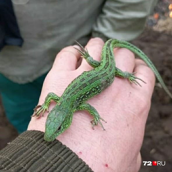 Эту ящерицу спасли из горящего леса под Тюменью Эту ящерицу спасли из горящего леса под Тюменью