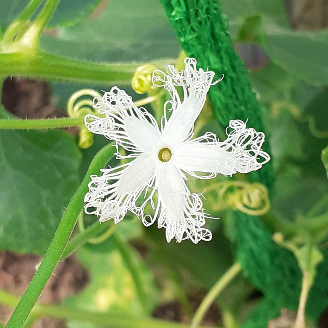 Цветок трихозанта