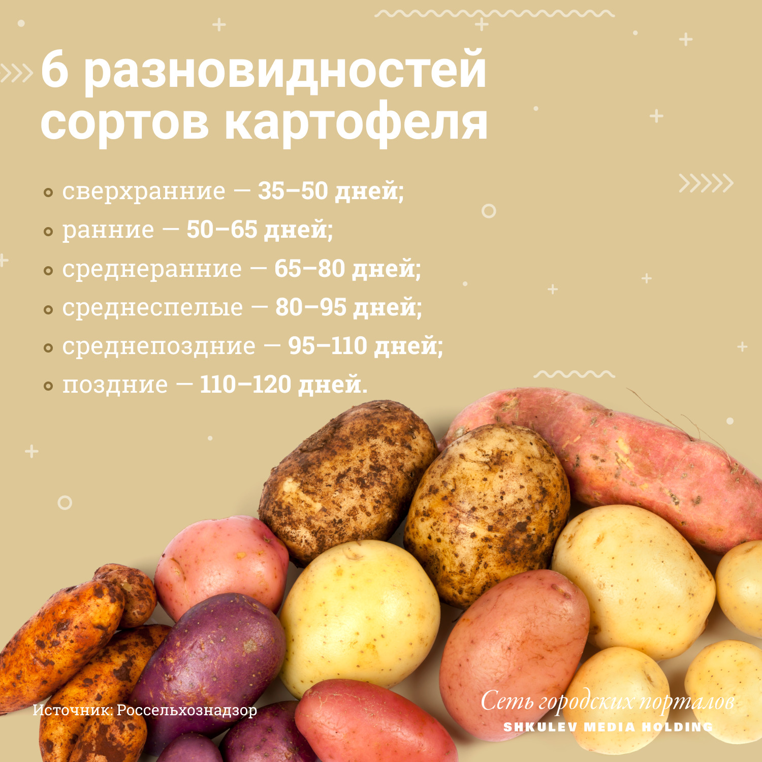 Какие бывают сорта картофеля, и когда их выкапывать
