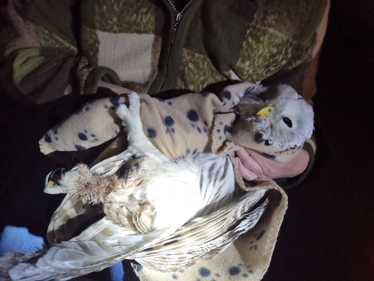 Житель Екатеринбурга спас сову, которая застряла на вершине фонарного столба и сломала лапу