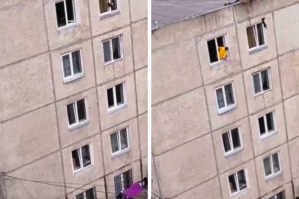 Животное застряло в приоткрытом окне Животное застряло в приоткрытом окне