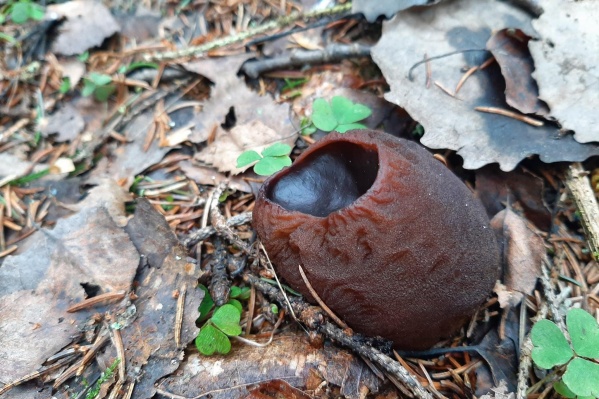 Саркосома шаровидная — редкий гриб, который растет только в очень старых нетронутых лесах