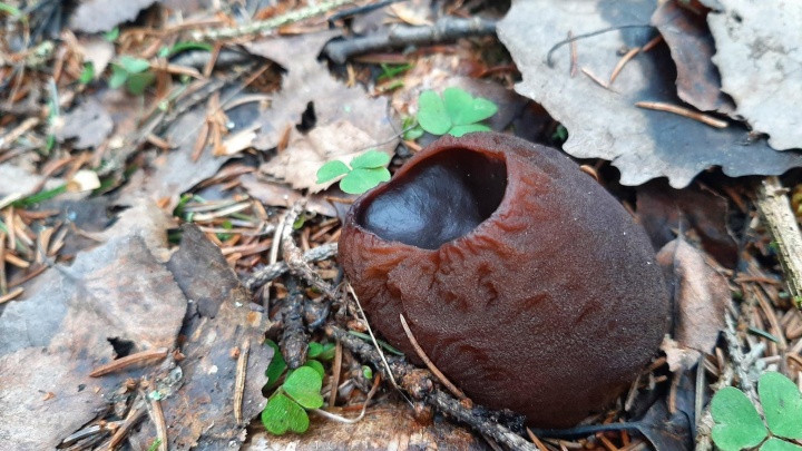 Чужой в лесу: сибиряк обнаружил под Новосибирском жутковатый гриб