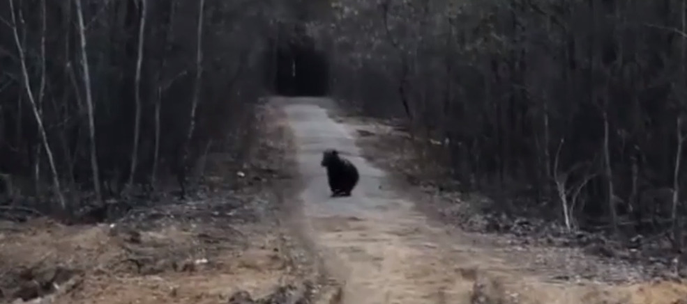 «Начал убегать, аж машину кинул». В поселке под Алапаевском мужчина обнаружил медведей