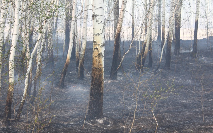 Лес полностью восстановится только через <nobr class="_">100–200 лет</nobr> Лес полностью восстановится только через <nobr class="_">100–200 лет</nobr> 